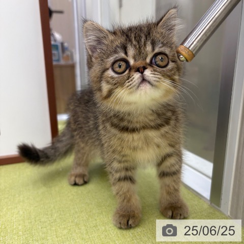 エキゾチックの写真