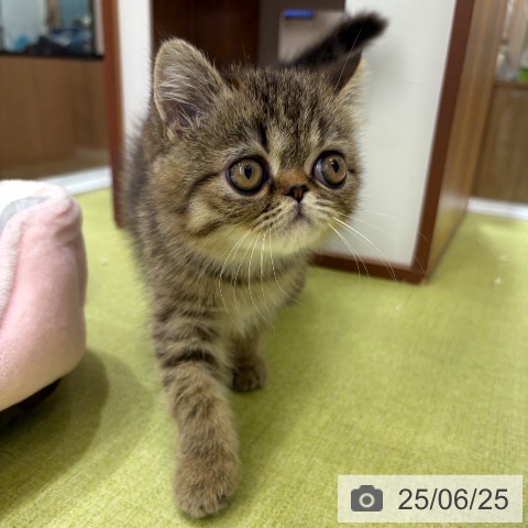 エキゾチックの写真