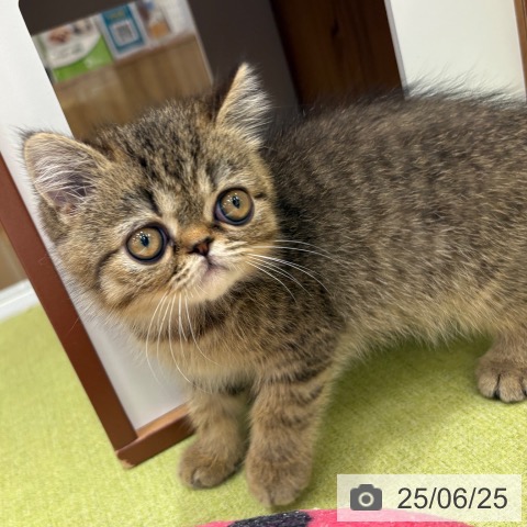 エキゾチックの写真