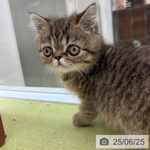 エキゾチックの写真