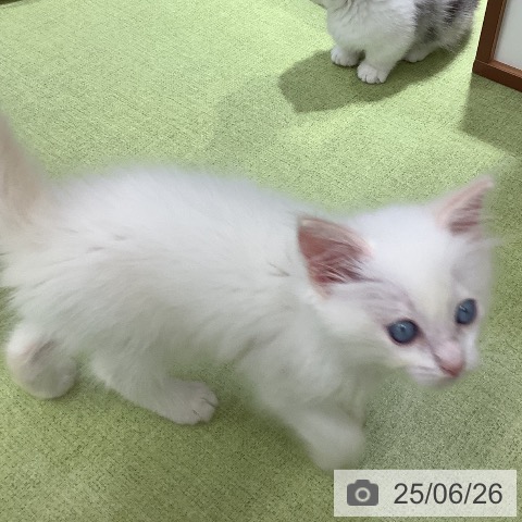 ラグドールの写真