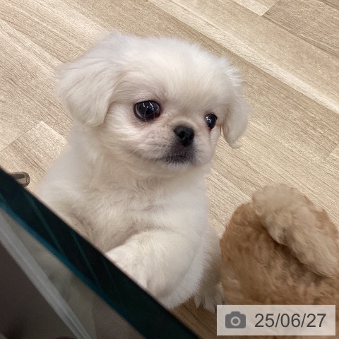 ペキニーズの写真
