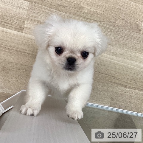 ペキニーズの写真