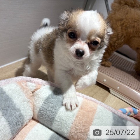 チワワの写真
