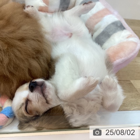 チワワの写真