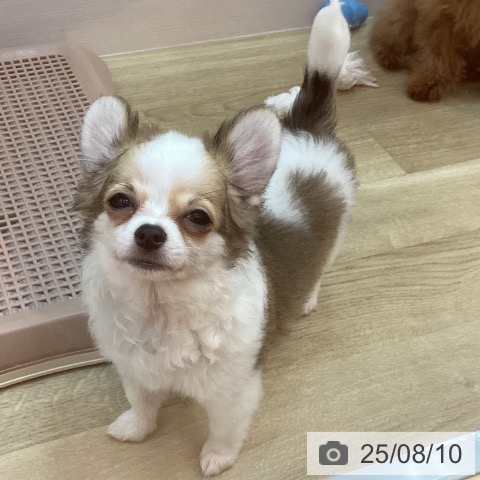 チワワの写真