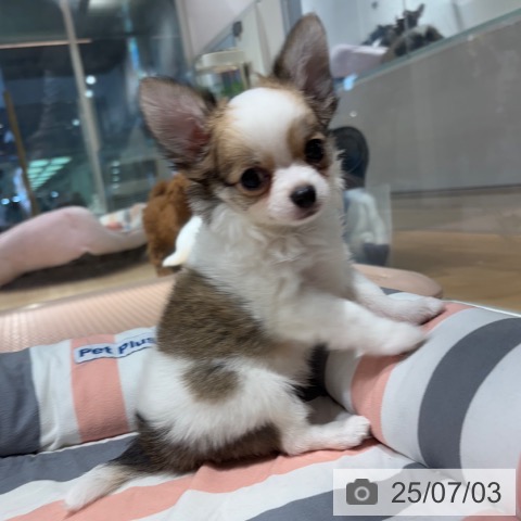 チワワの写真