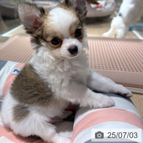 チワワの写真