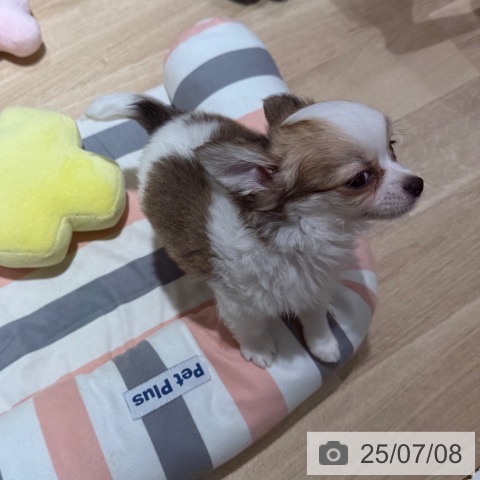 チワワの写真