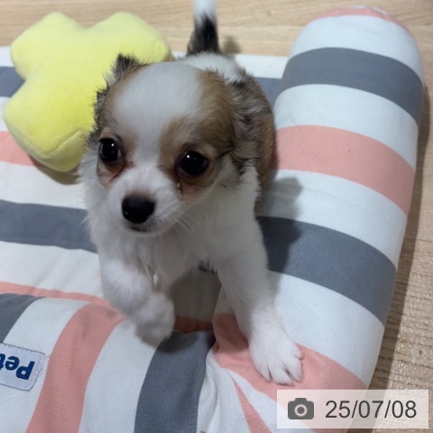 チワワの写真