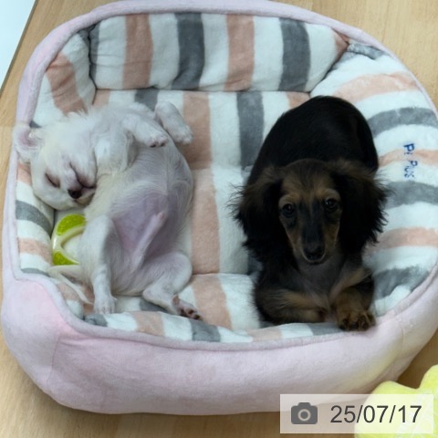 ミニチュア・ダックスフンドの写真