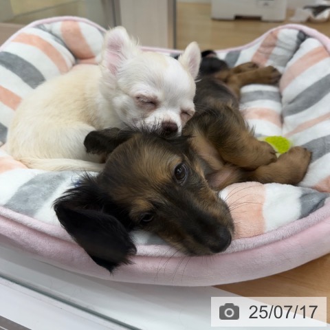 ミニチュア・ダックスフンドの写真