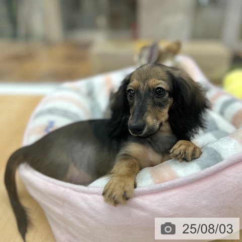 ミニチュア・ダックスフンドの写真