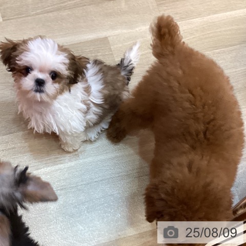 シー・ズーの写真