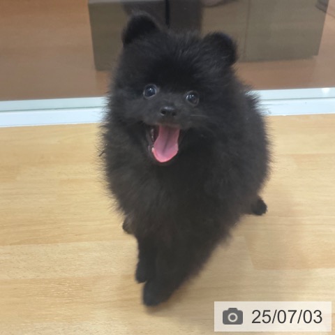 ポメラニアンの写真