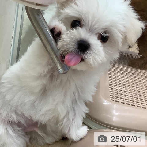 マルチーズの写真