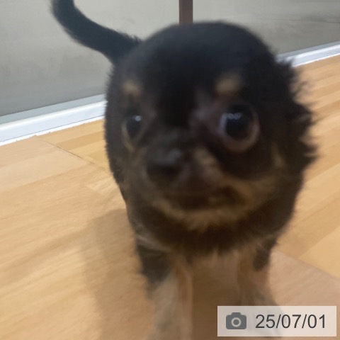 チワワの写真