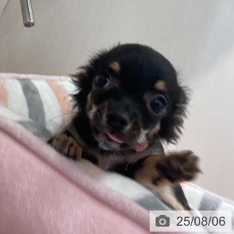 チワワの写真