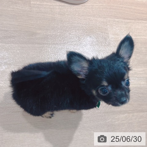 チワワの写真