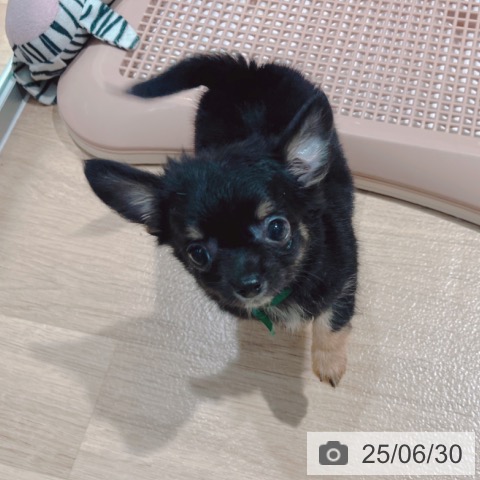 チワワの写真