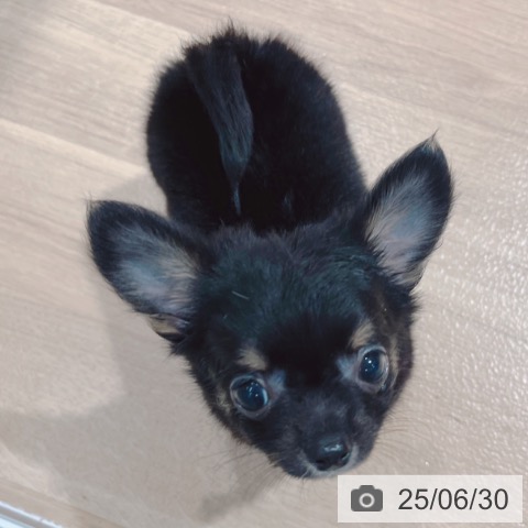 チワワの写真