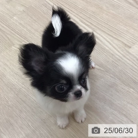 チワワの写真