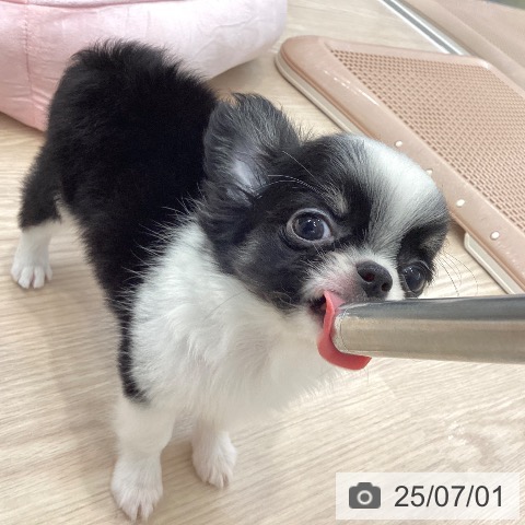 チワワの写真