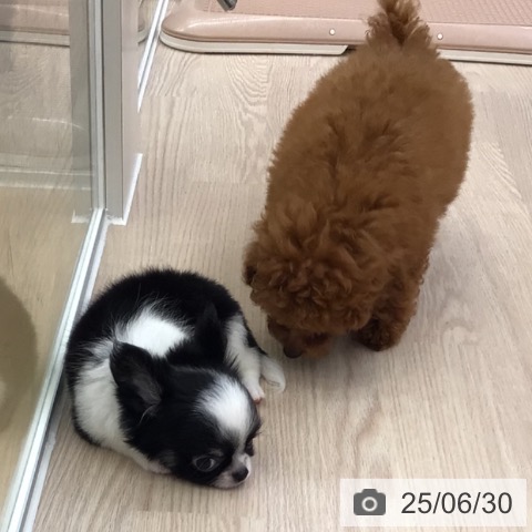 チワワの写真