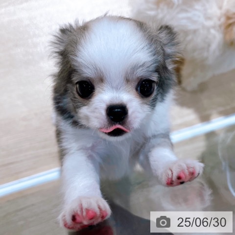 チワワの写真