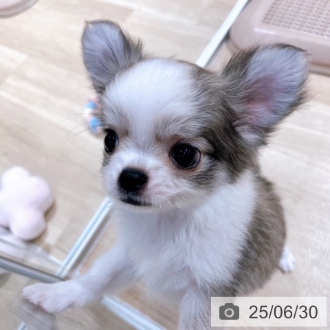 チワワの写真