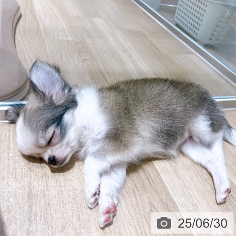チワワの写真
