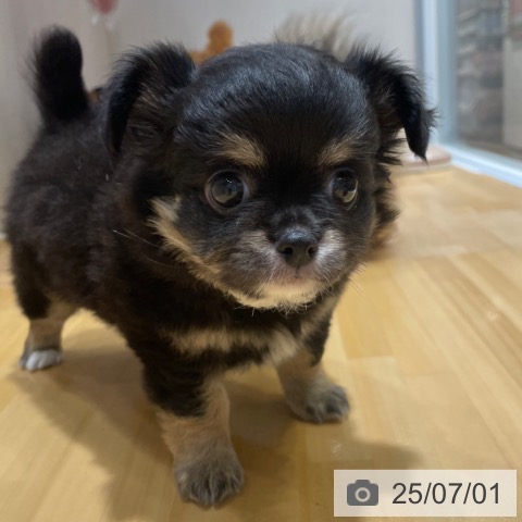 チワワの写真