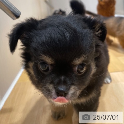 チワワの写真