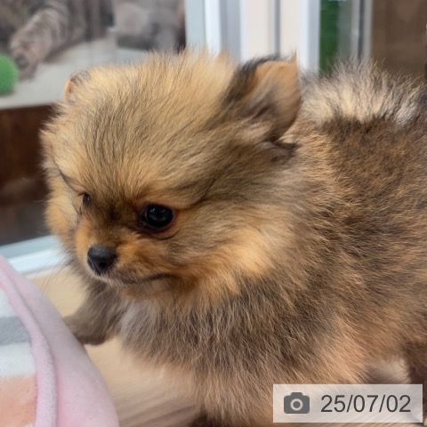 ポメラニアンの写真