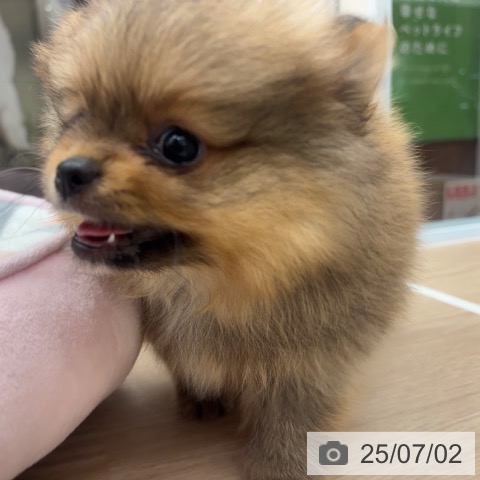 ポメラニアンの写真