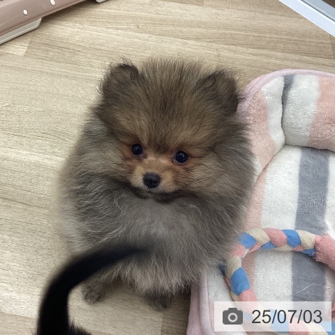 ポメラニアンの写真