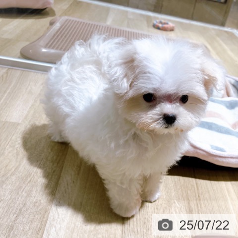 マルチーズの写真