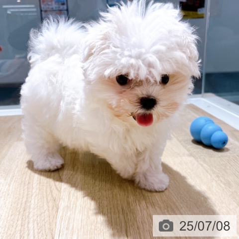 マルチーズの写真
