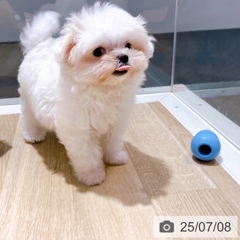 マルチーズの写真