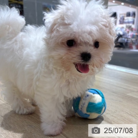 マルチーズの写真