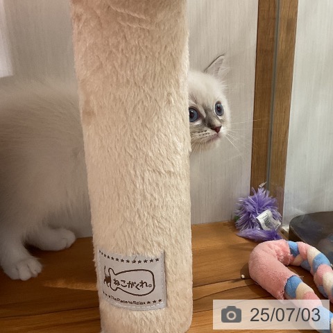 ラグドールの写真