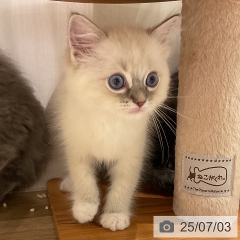 ラグドールの写真
