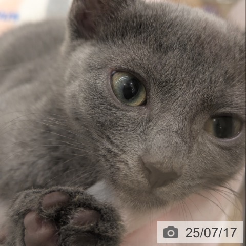 ロシアンブルーの写真