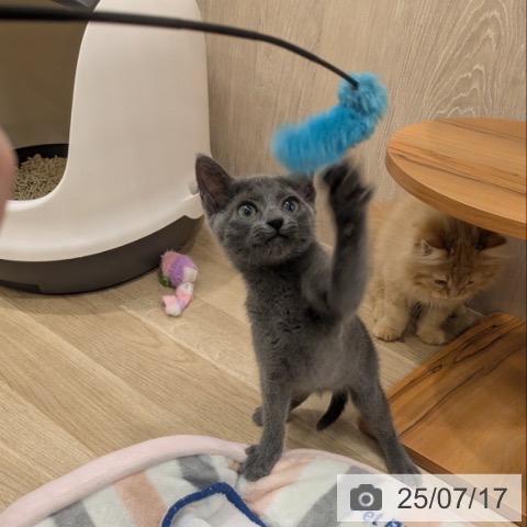 ロシアンブルーの写真