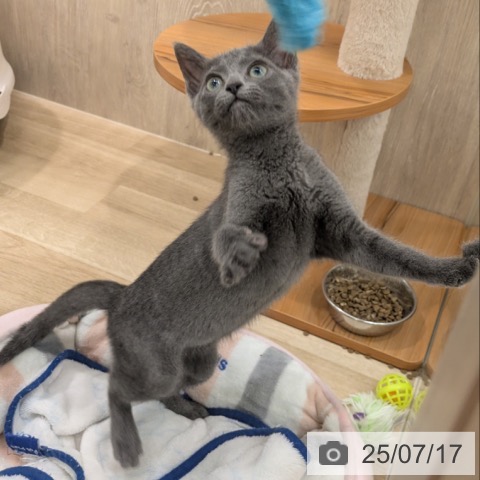 ロシアンブルーの写真