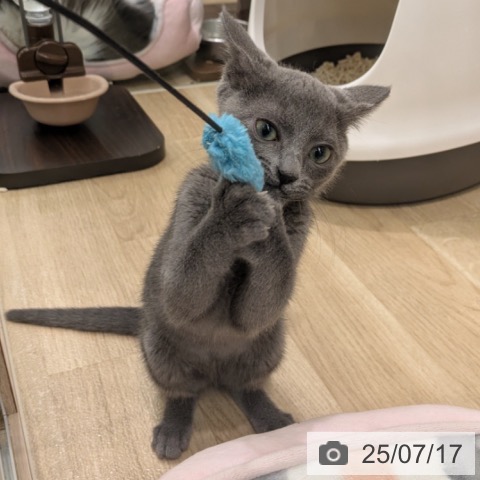 ロシアンブルーの写真