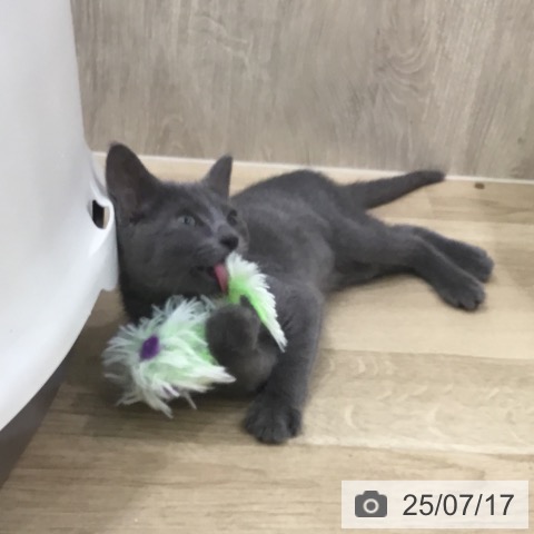 ロシアンブルーの写真