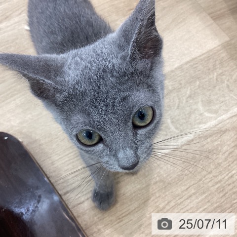 ロシアンブルーの写真