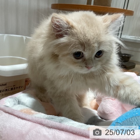 ラガマフィンの写真
