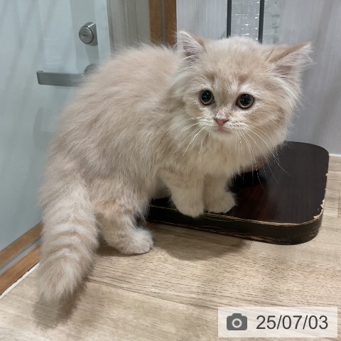 ラガマフィンの写真
